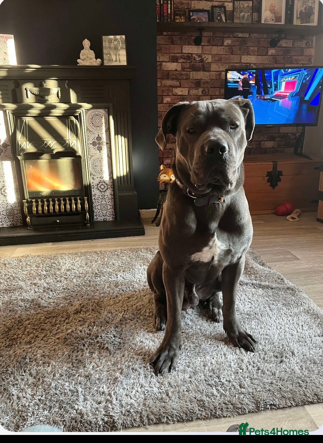 Cane Corso dogs for sale: Male cane corso (intact) 2yrs old - Image 2