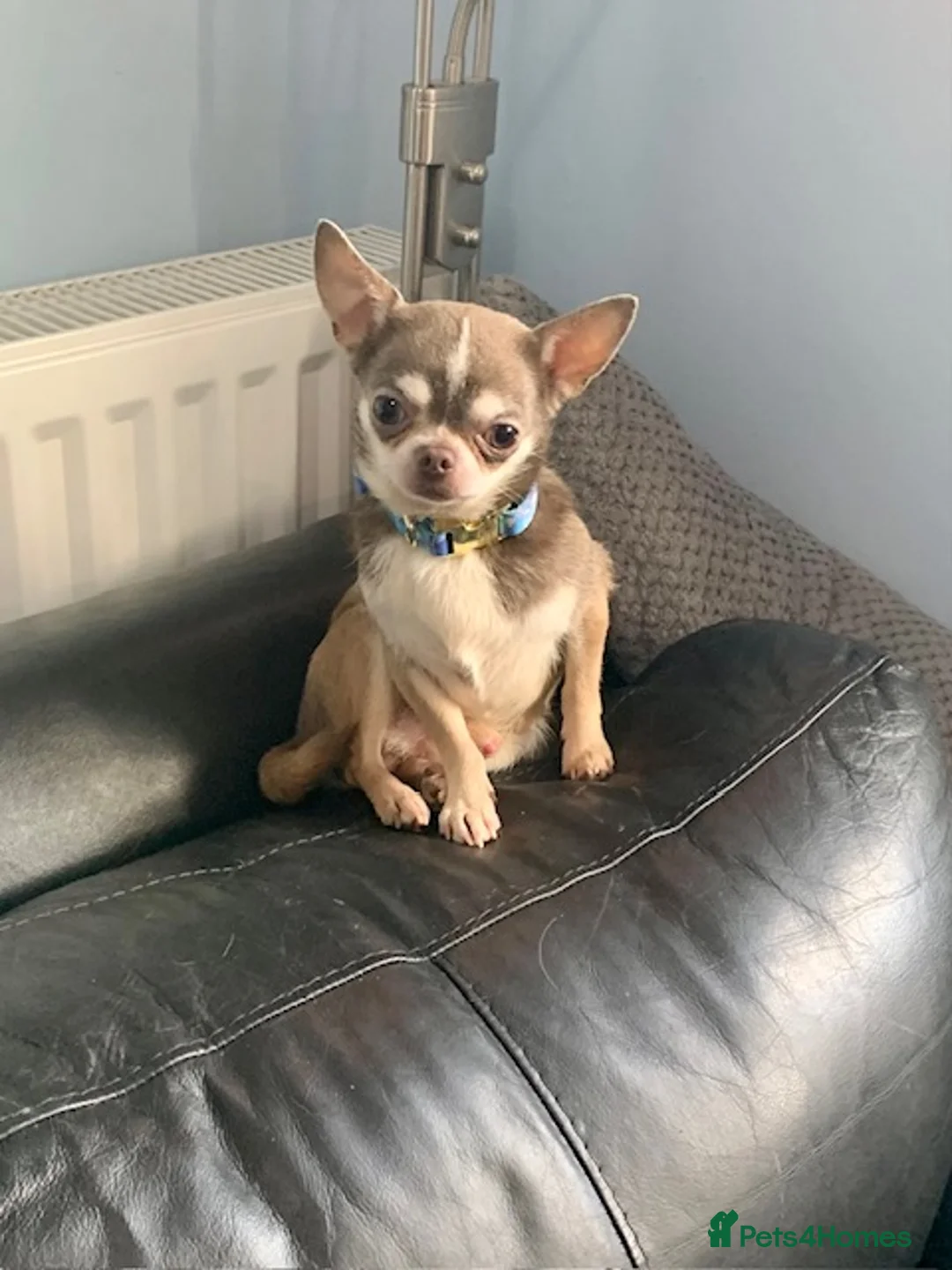 Chihuahua dogs for stud:  K.C Reg Choc Smooth for stud duties only NFS in Dagenham - Advert 4