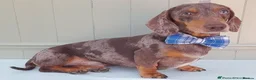 Miniature Dachshund dogs for sale: Stunning rare red brindle little girl kc reg  - Advert 13