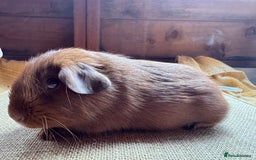 Guinea Pig rodents for sale: Beautiful self PE golden guinea pigs  - Image 8