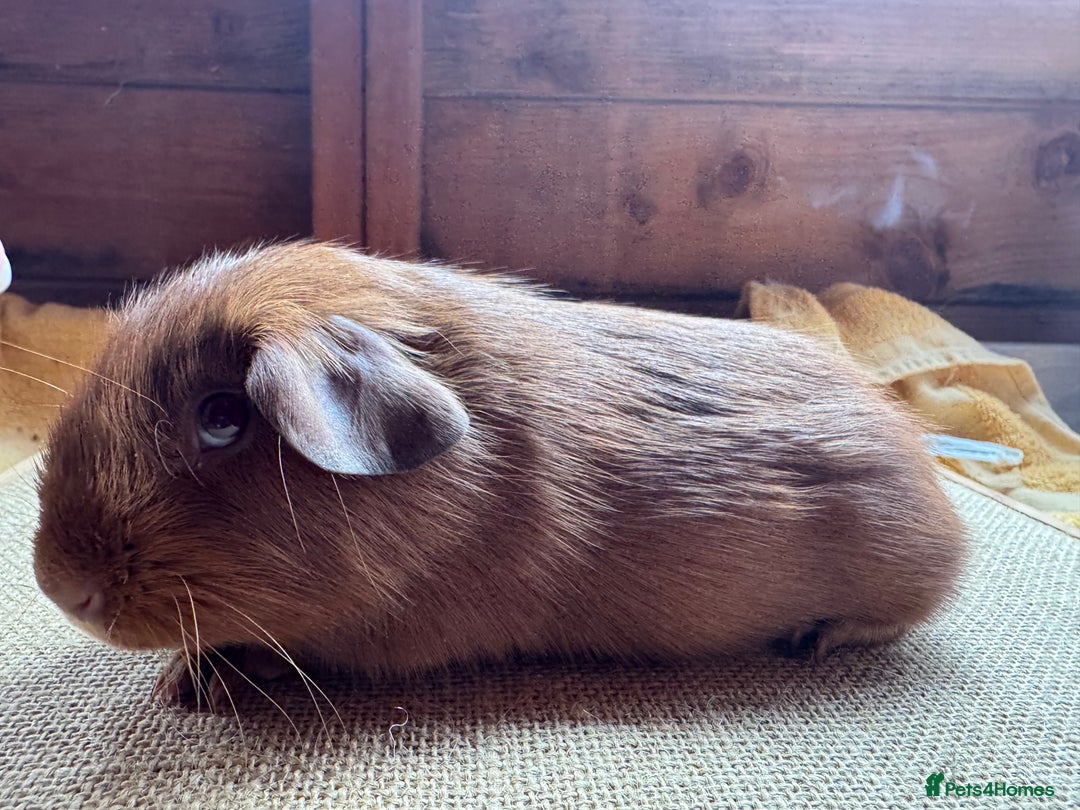 Guinea Pig rodents for sale: Beautiful self PE golden guinea pigs  - Image 8