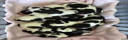 English Springer Spaniel dogs for sale: KC Registered English Springer Spaniel puppies - Advert 4