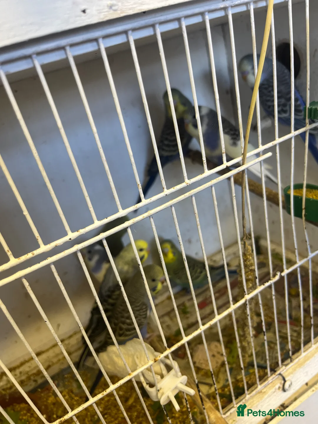 Budgerigars birds for sale: Baby budgies for sale - Advert 5