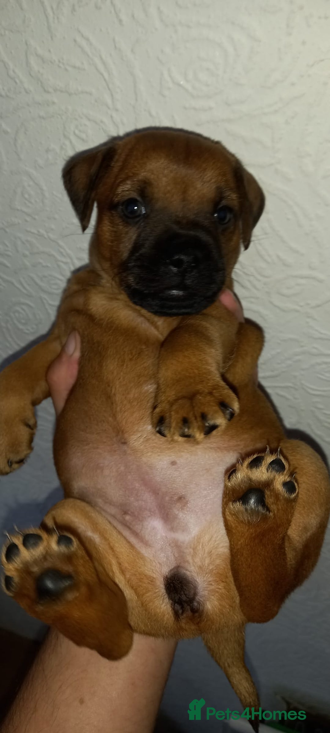 Patterdale Terrier dogs for sale: PATTERDALE TERRIER SMOOTH HAIRED MOTHER  - Image 21