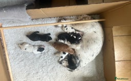 Cocker Spaniel dogs for sale: Working cocker pup, price reduced - Image 9