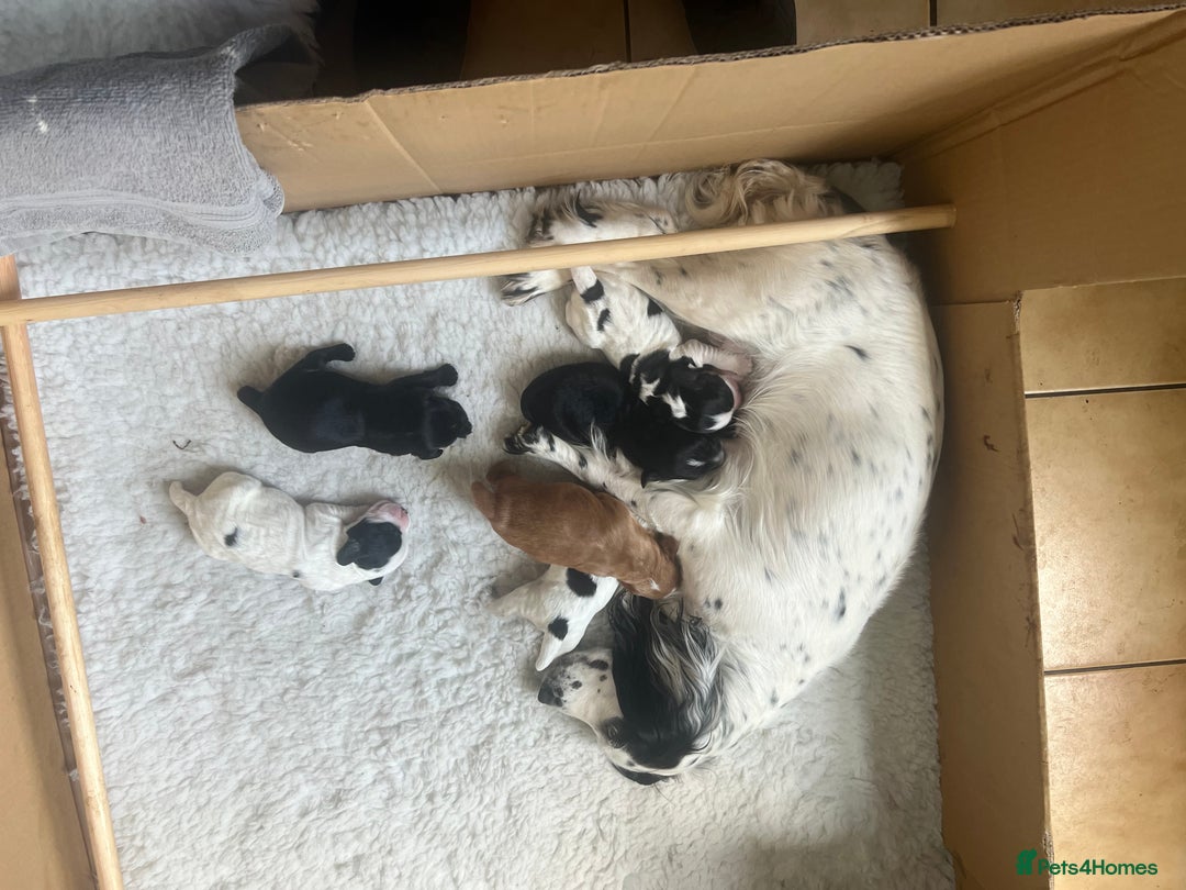 Cocker Spaniel dogs for sale: Working cocker pup, price reduced - Image 9