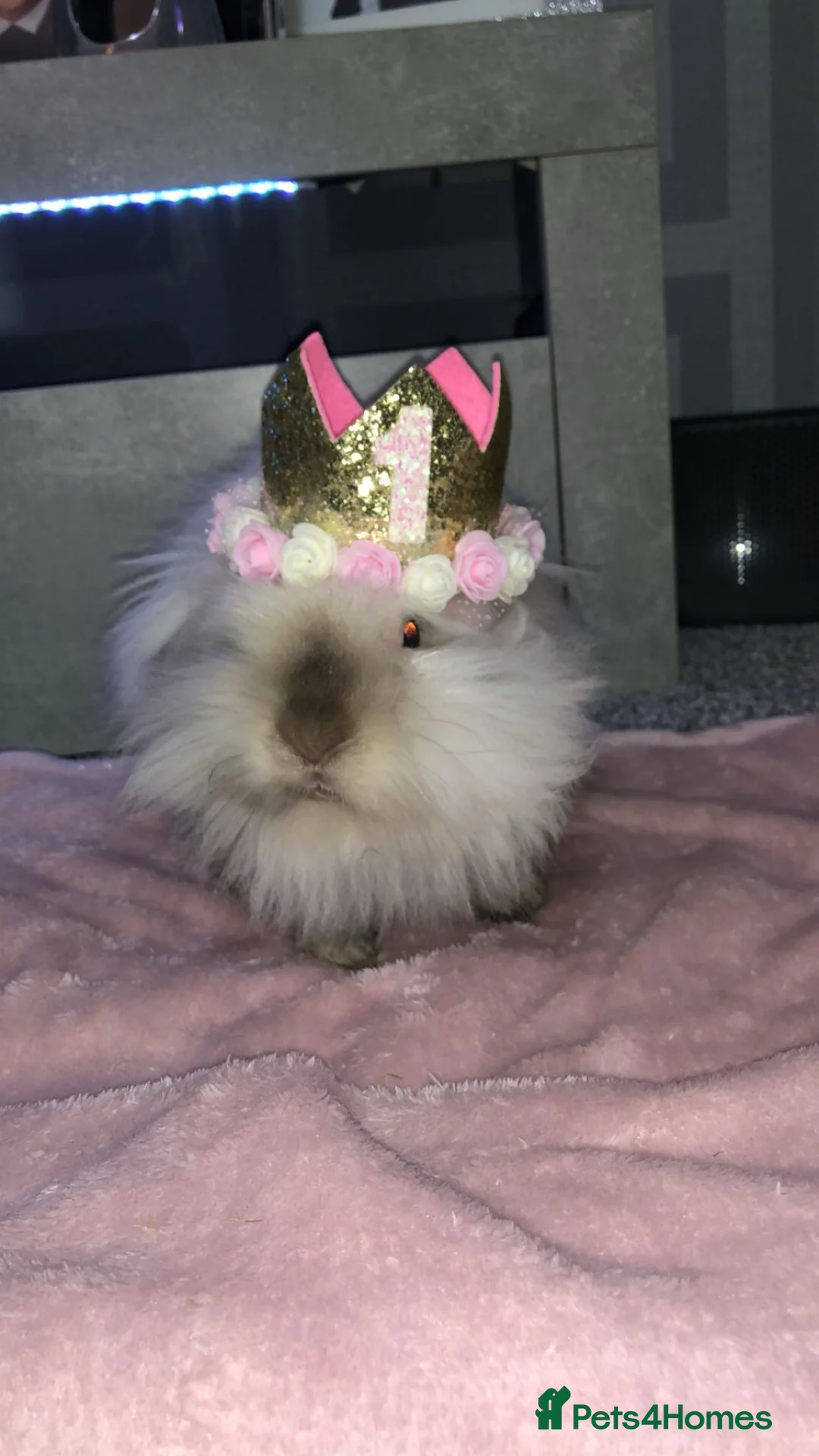 Lionhead rabbits for sale: Lionhead Doe  - Advert 2