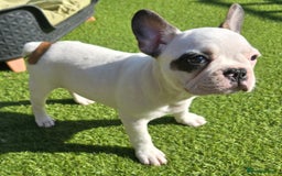 French Bulldog dogs for sale: Adorable Frenchie Puppies Seeking Forever Homes - Image 35