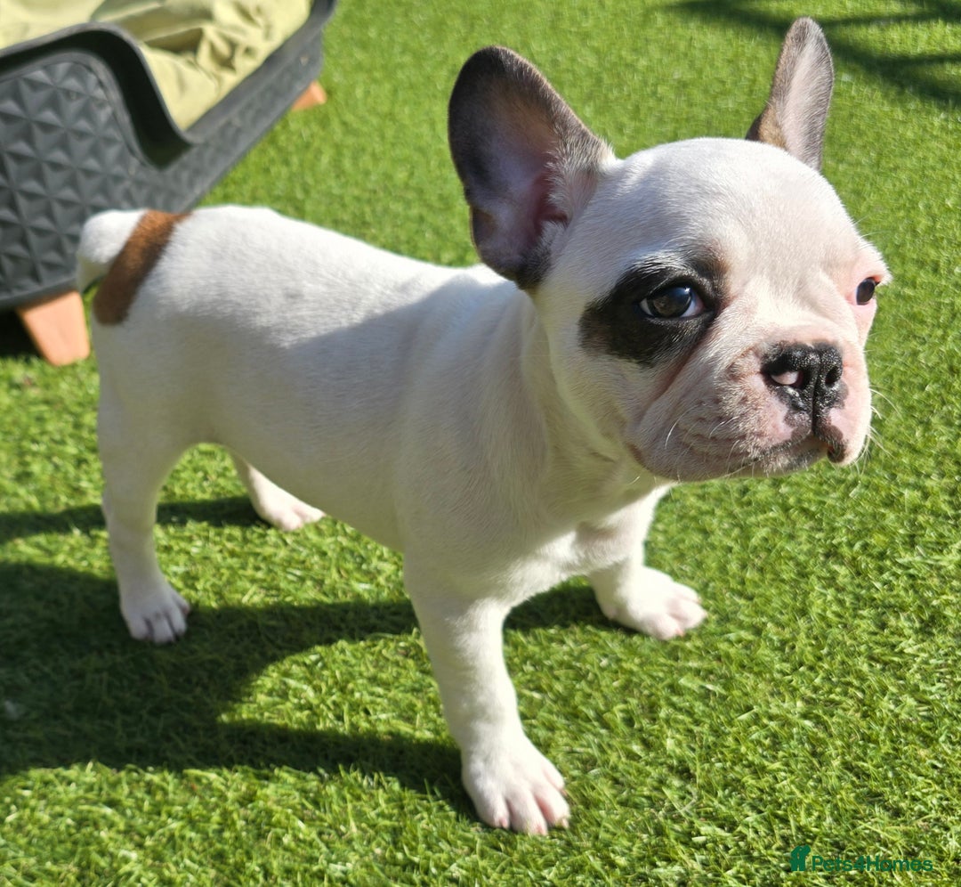 French Bulldog dogs for sale: Adorable Frenchie Puppies Seeking Forever Homes - Image 35