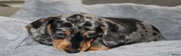 Dachshund dogs for sale: LAST 2 DACHSHUNDS LOOKING FOR THEIR FOREVER HOMES - Advert 8