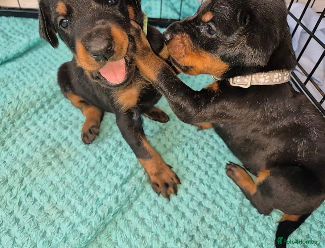 Dobermann dogs ⭐️⭐️⭐️⭐️⭐️ KC Reg European Dobermann puppies - Advert 1