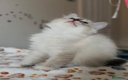 Ragdoll cats for sale: 💙🐾Tica full Pedigree🐾EU Ragdoll 🐱🐾DNA Clear - Image 17