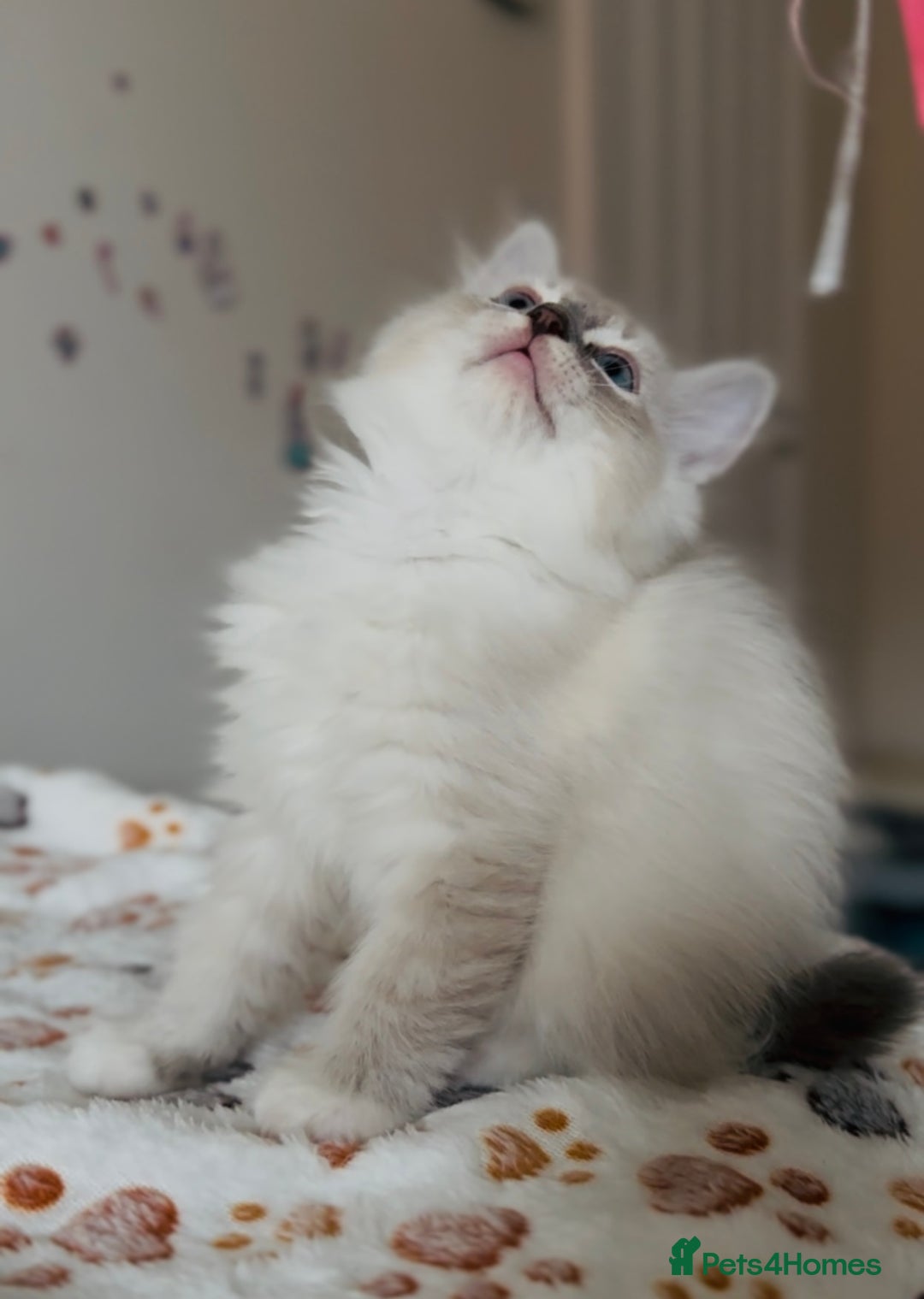 Ragdoll cats for sale: 💙🐾Tica full Pedigree🐾EU Ragdoll 🐱🐾DNA Clear - Image 17