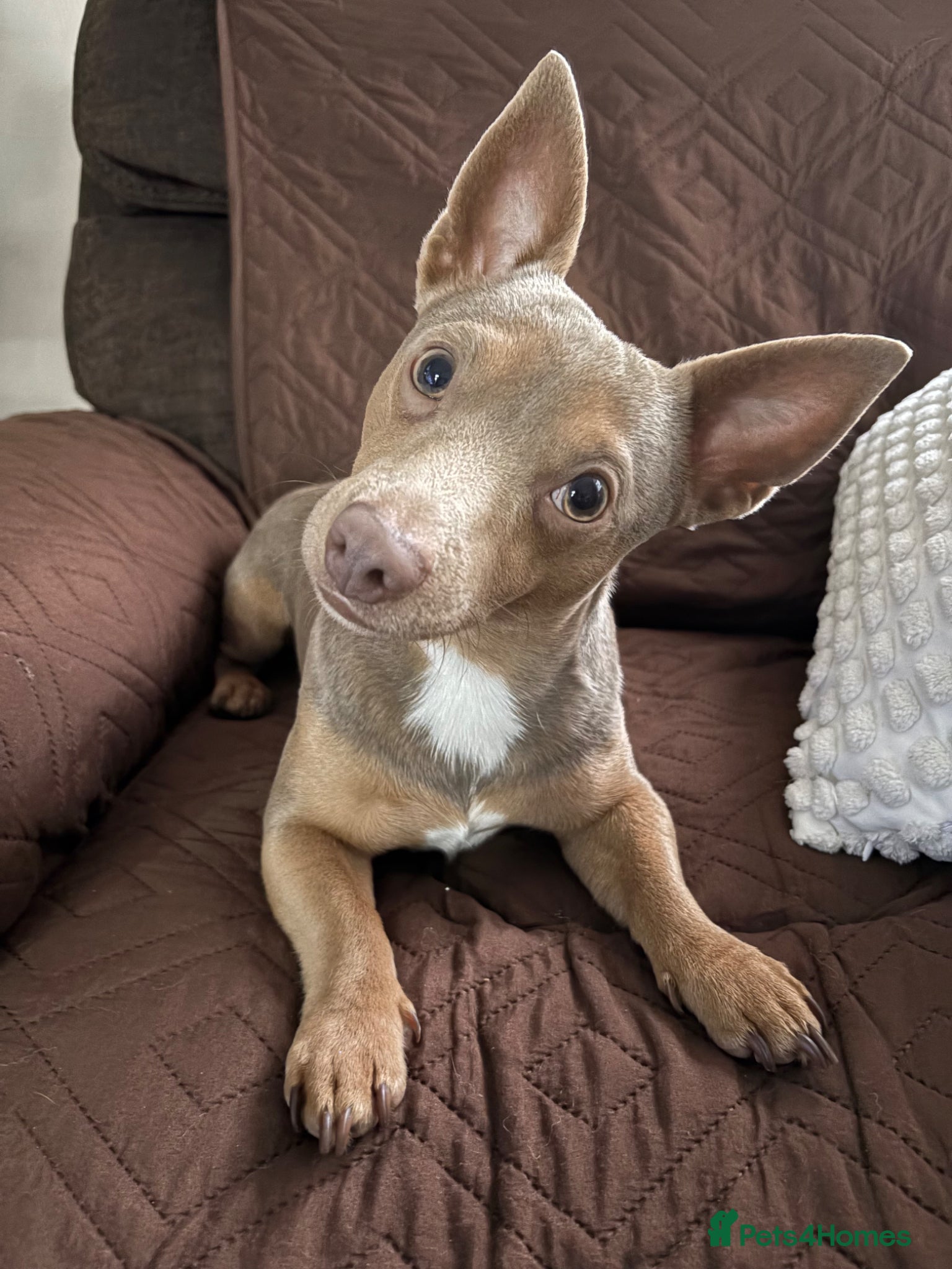 Jack Russell dogs for stud: Miniature Jack russel terrier  - Advert 2