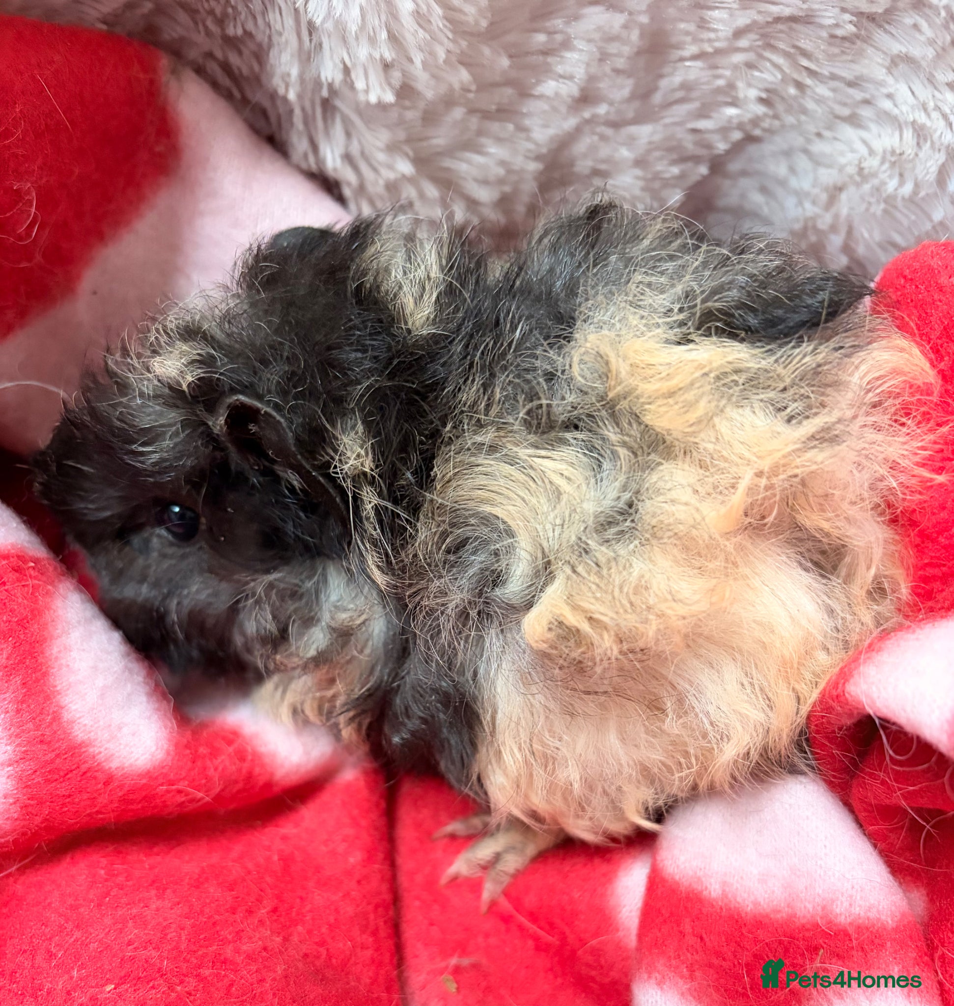 Guinea Pig rodents BEAUTIFUL BABY GUINEA PIGS, BOYS  - Advert 8