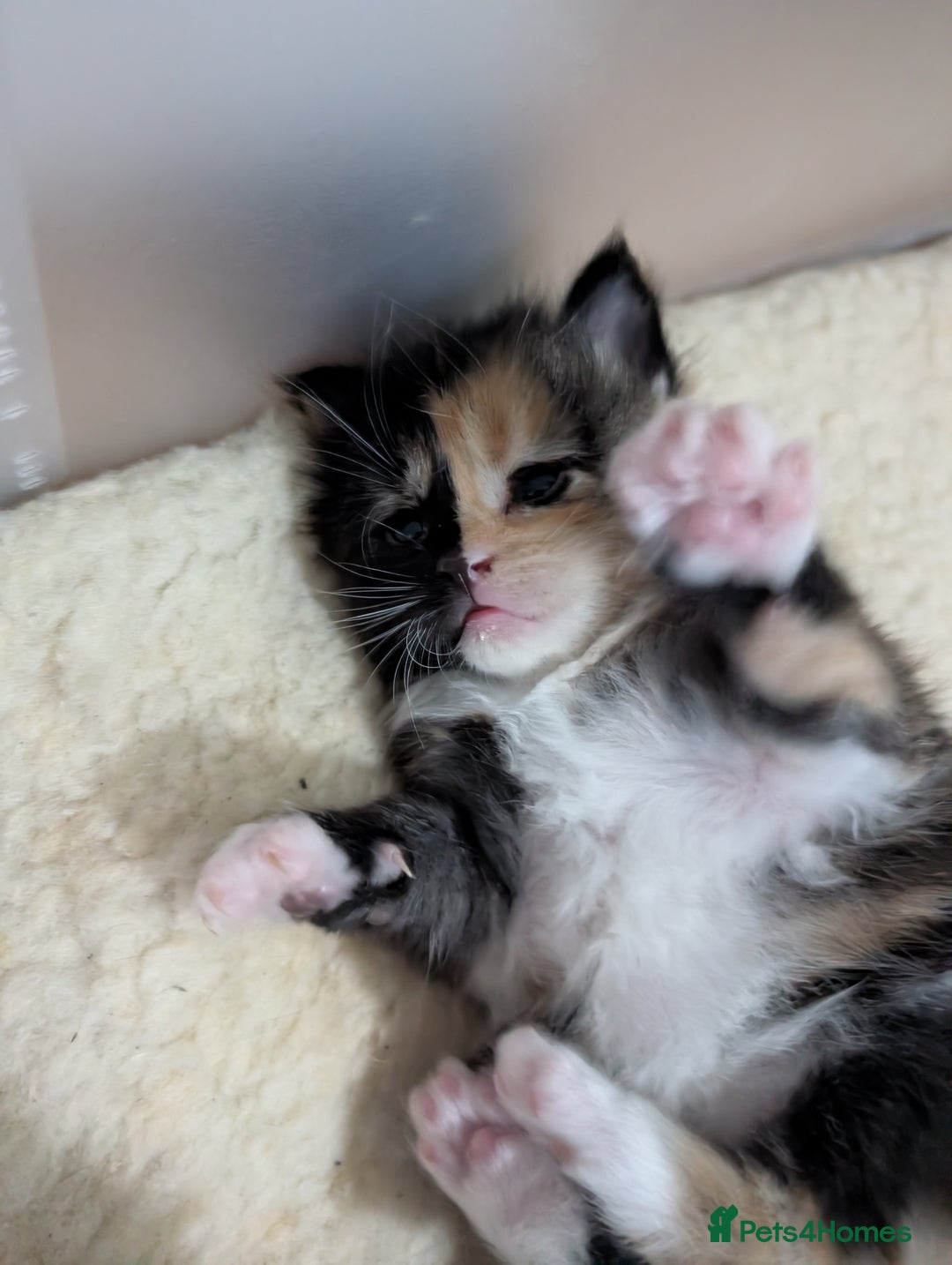 Maine Coon cats for sale: Stunning GCCF registered Maine Coon Kittens  - Advert 11