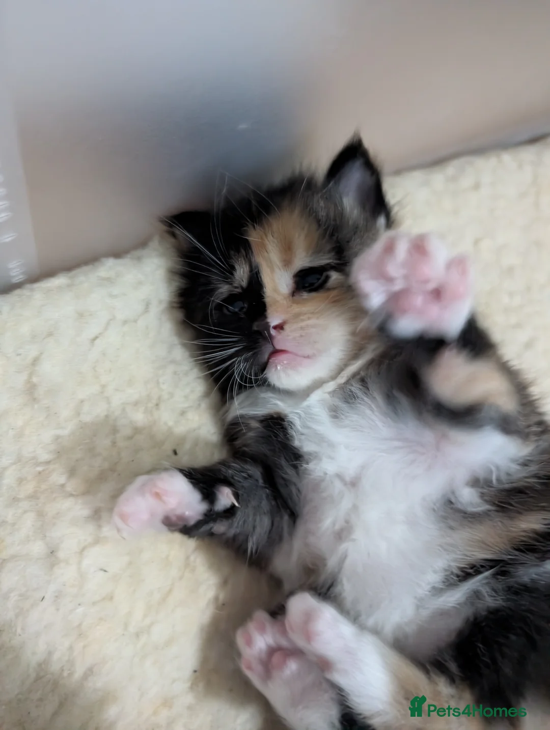 Maine Coon cats for sale: Stunning GCCF registered Maine Coon Kittens  - Advert 11