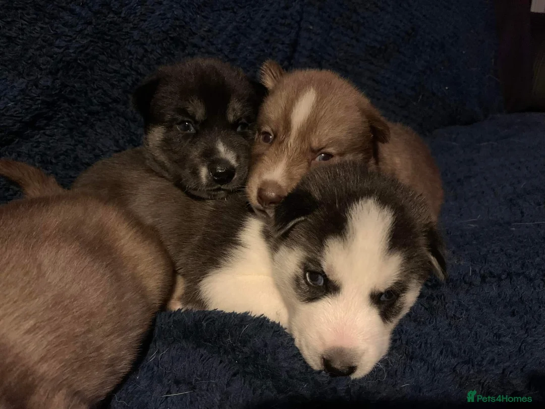 Siberian Husky dogs for stud: Siberian Husky to Stud (Proven) in South Shields - Advert 6