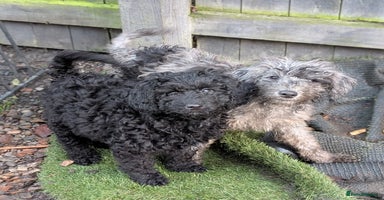 Australian Labradoodle dogs Ready Now F1B Miniature Australian Labradoodles - Advert 14