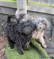 Australian Labradoodle dogs Ready Now F1B Miniature Australian Labradoodles - Advert 14
