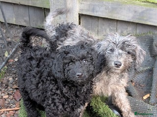 Australian Labradoodle dogs Ready Now F1B Miniature Australian Labradoodles - Advert 8