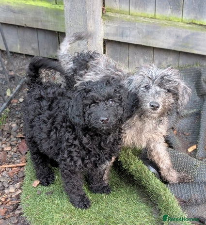 Australian Labradoodle dogs Ready Now F1B Miniature Australian Labradoodles - Advert 5