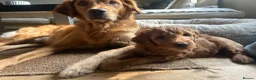 Mini Goldendoodle dogs for sale: F1 Mini Goldendoodle Puppies- ONE REMAINING   - Advert 13