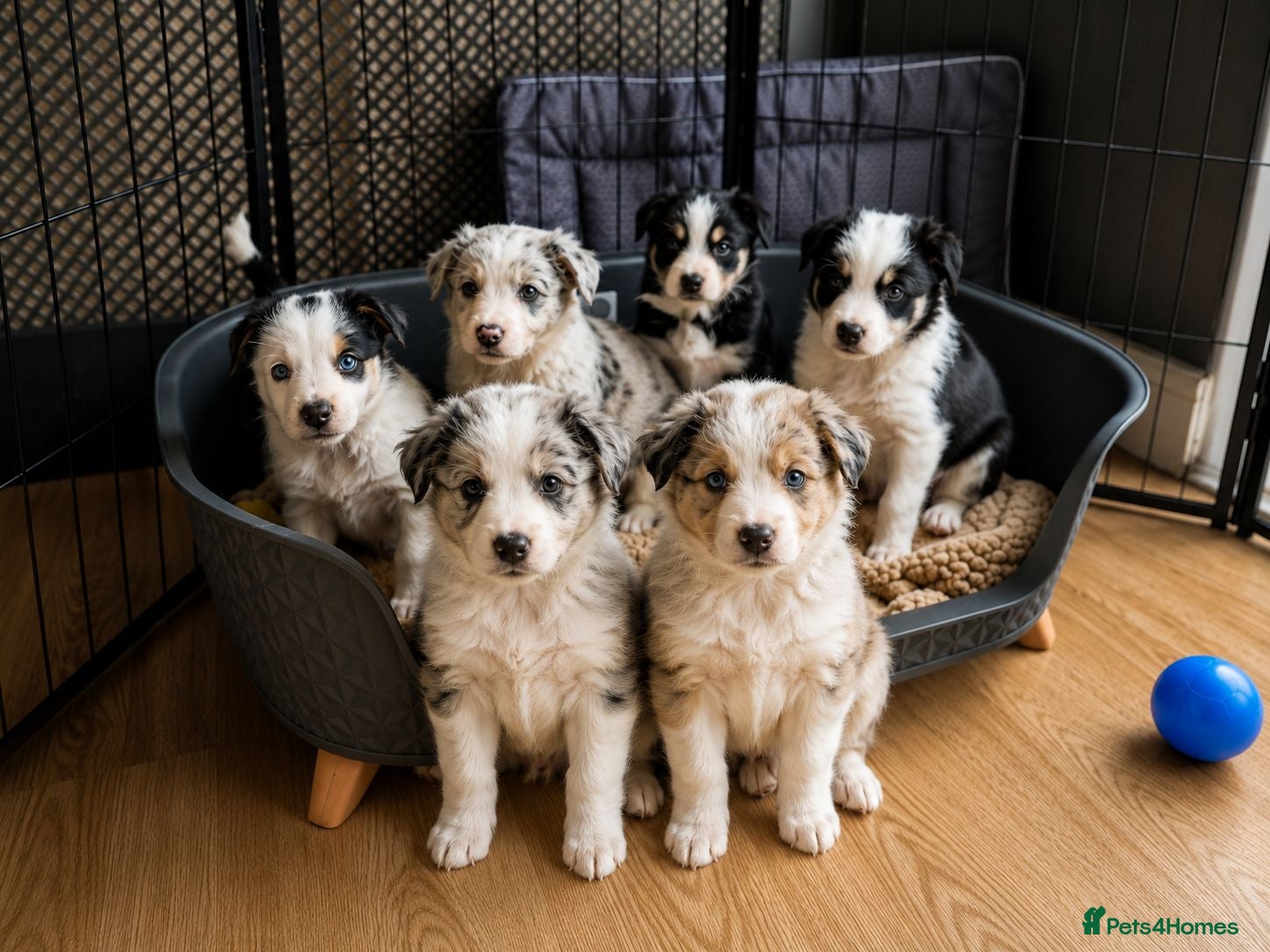 Mixed Breed dogs Beardie border x puppies - Advert 3