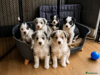 Mixed Breed dogs Beardie border x puppies - Advert 6
