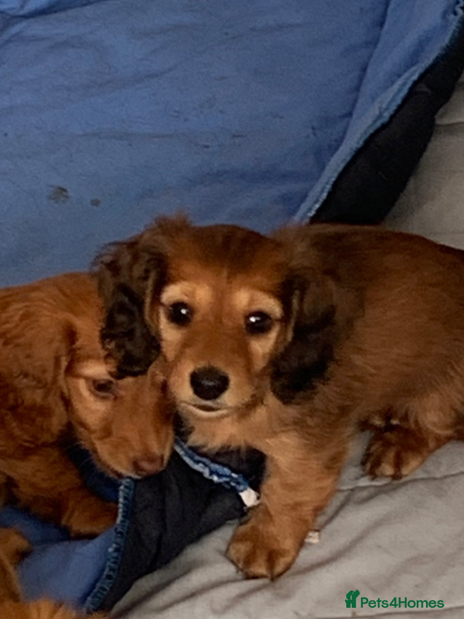 Dachshund dogs for sale: Last 2 Miniature longhaired dachshund Puppies - Advert 26