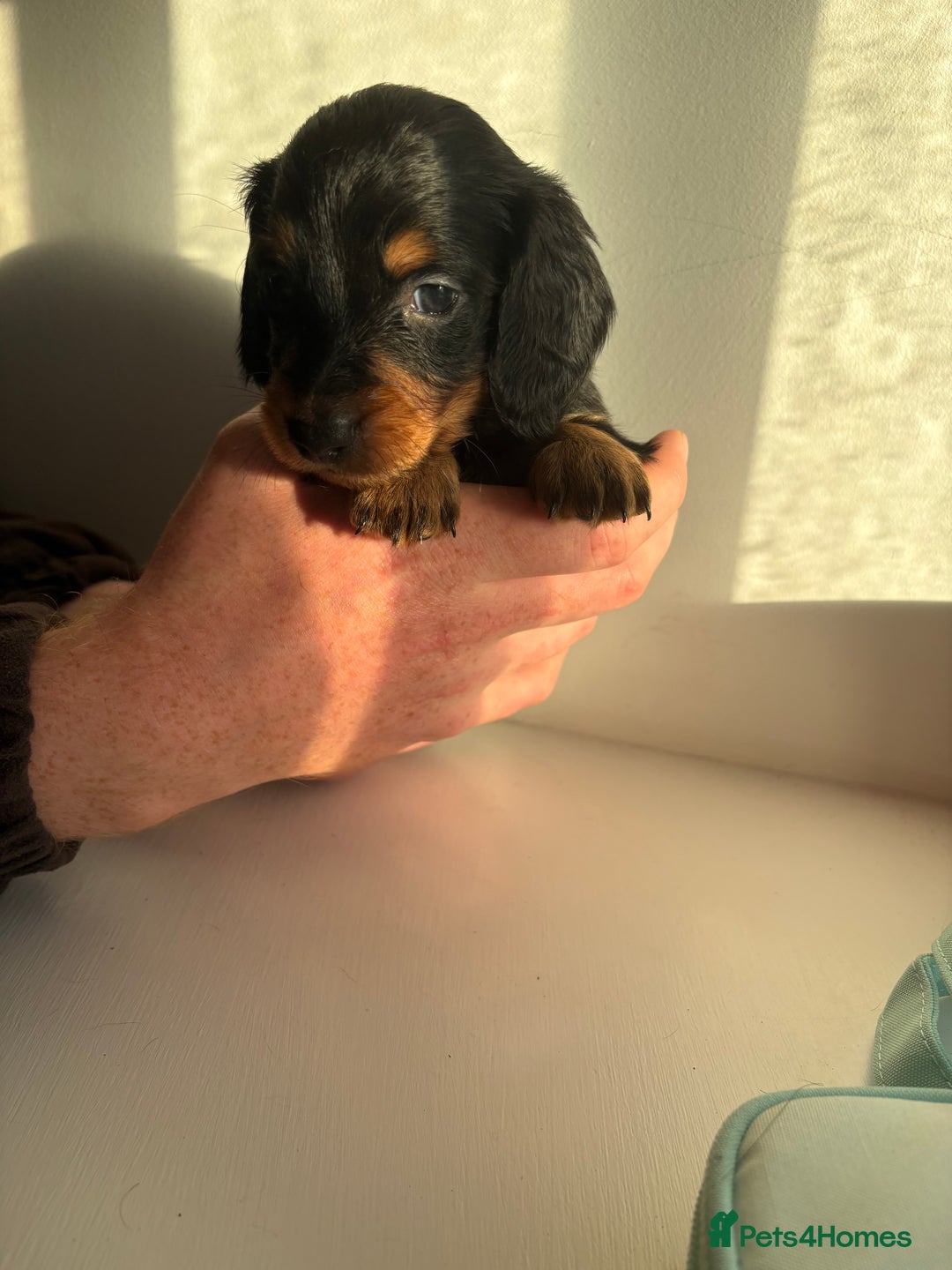 Miniature Dachshund dogs for sale: Miniature long haired dachshund puppies - Image 9
