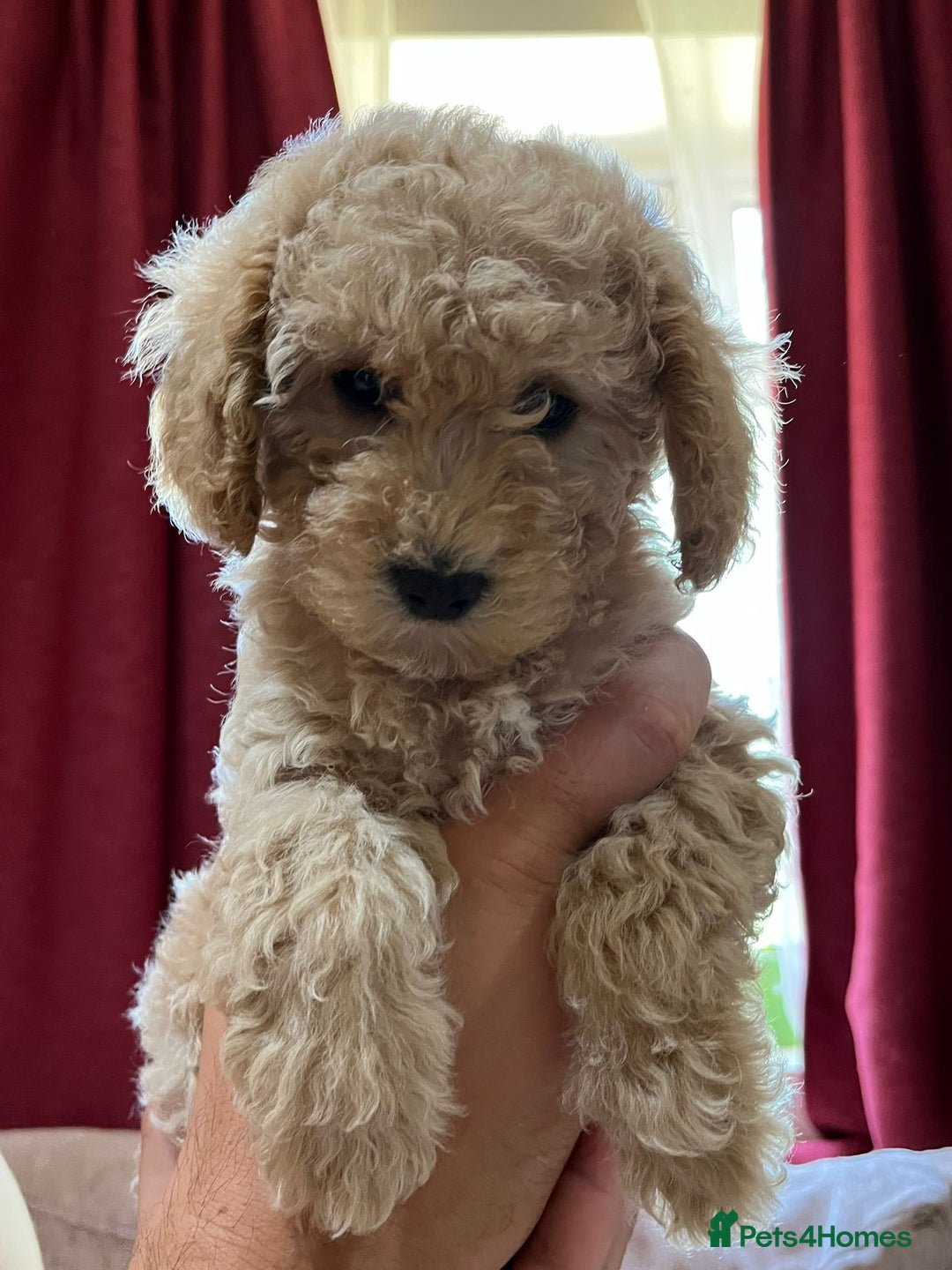 Maltipoo dogs for sale: Maltipoo Puppies - Image 5
