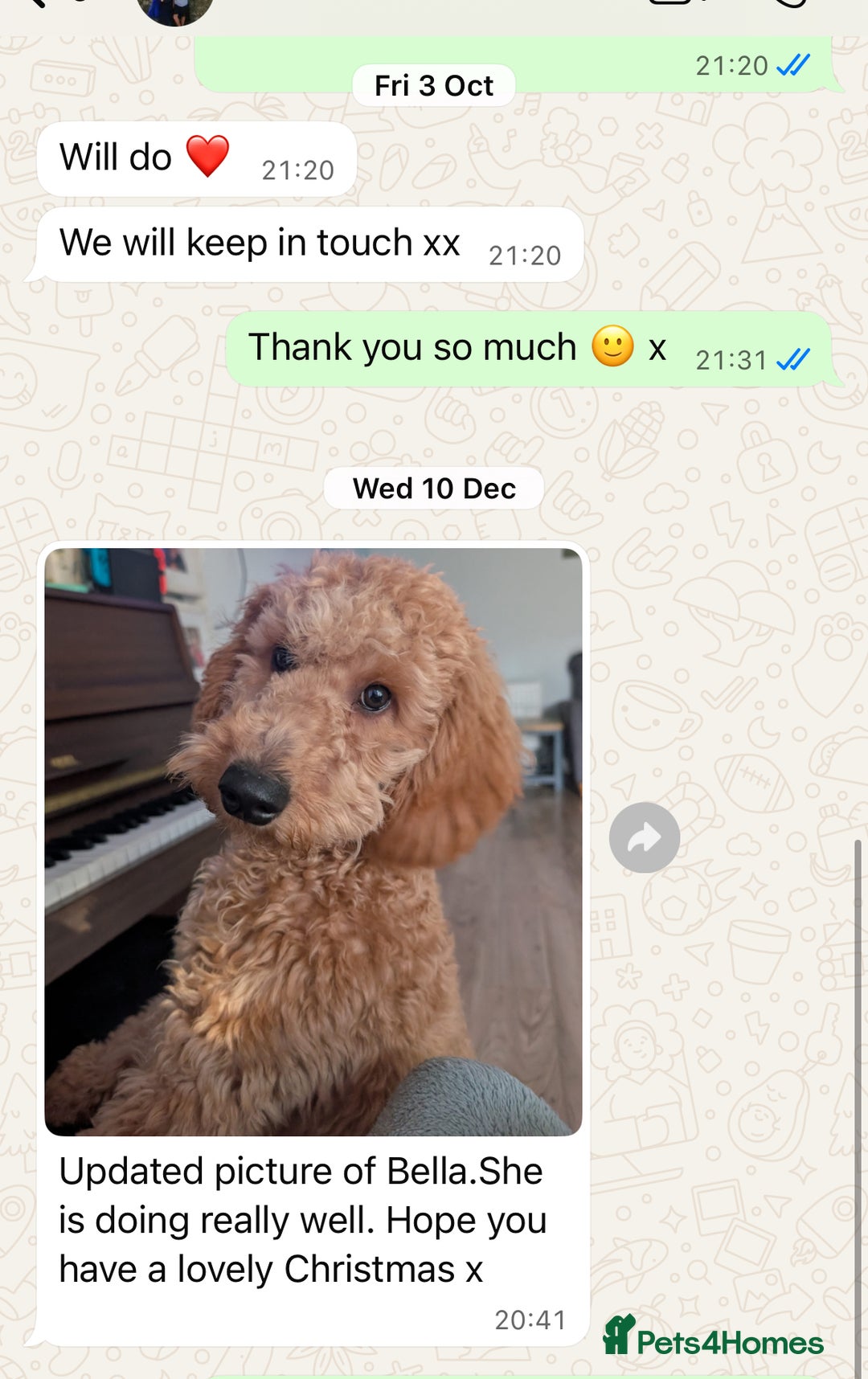 Goldendoodle dogs for sale: multigenerational Australian Red double doodles  - Advert 22