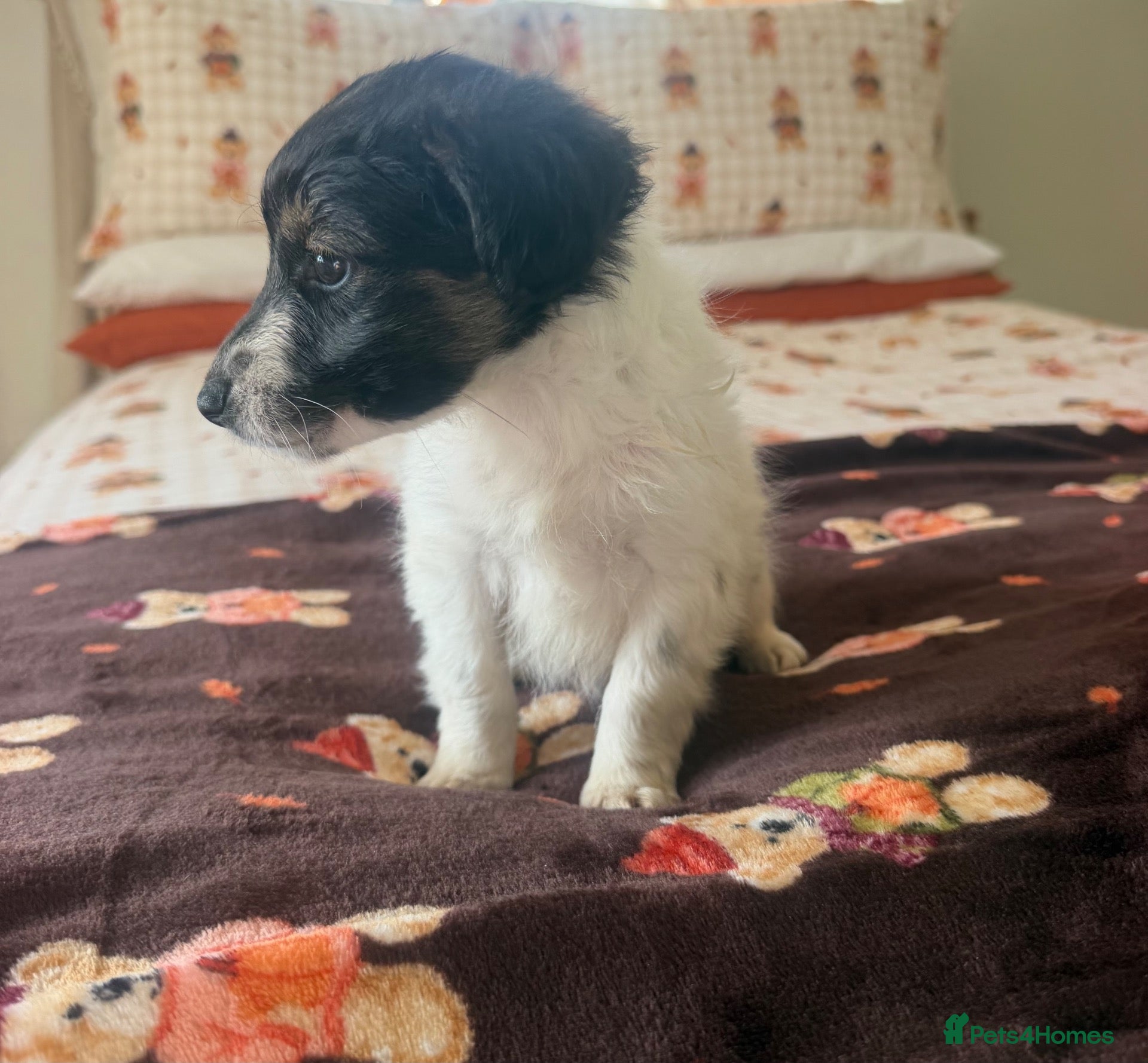 Jack Russell dogs for sale: Tri colour Jack russel puppies🎃3 boys left  - Advert 2