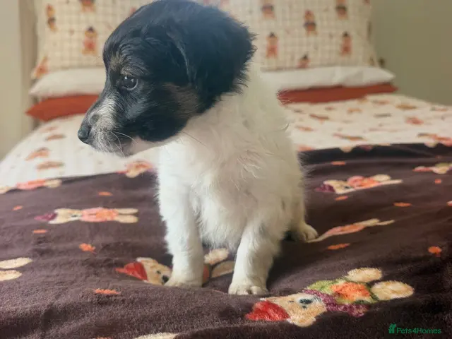 Jack Russell dogs for sale: Tri colour Jack russel puppies🎃3 boys left - Advert 2