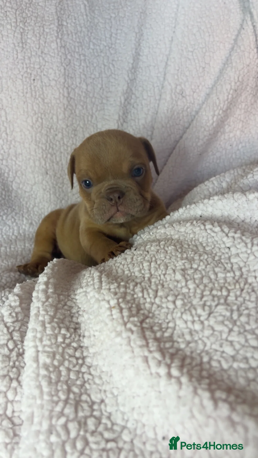 English Bulldog dogs for sale: Beautiful English bulldogs in Rochdale - Advert 18