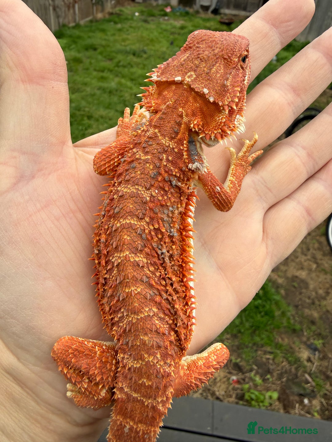 Bearded Dragon reptiles for sale: Bearded Dragon. Blue bar Tiger Stripe  - Image 7