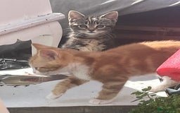 Mixed Breed cats for sale: 3 beautiful kittens - Image 2
