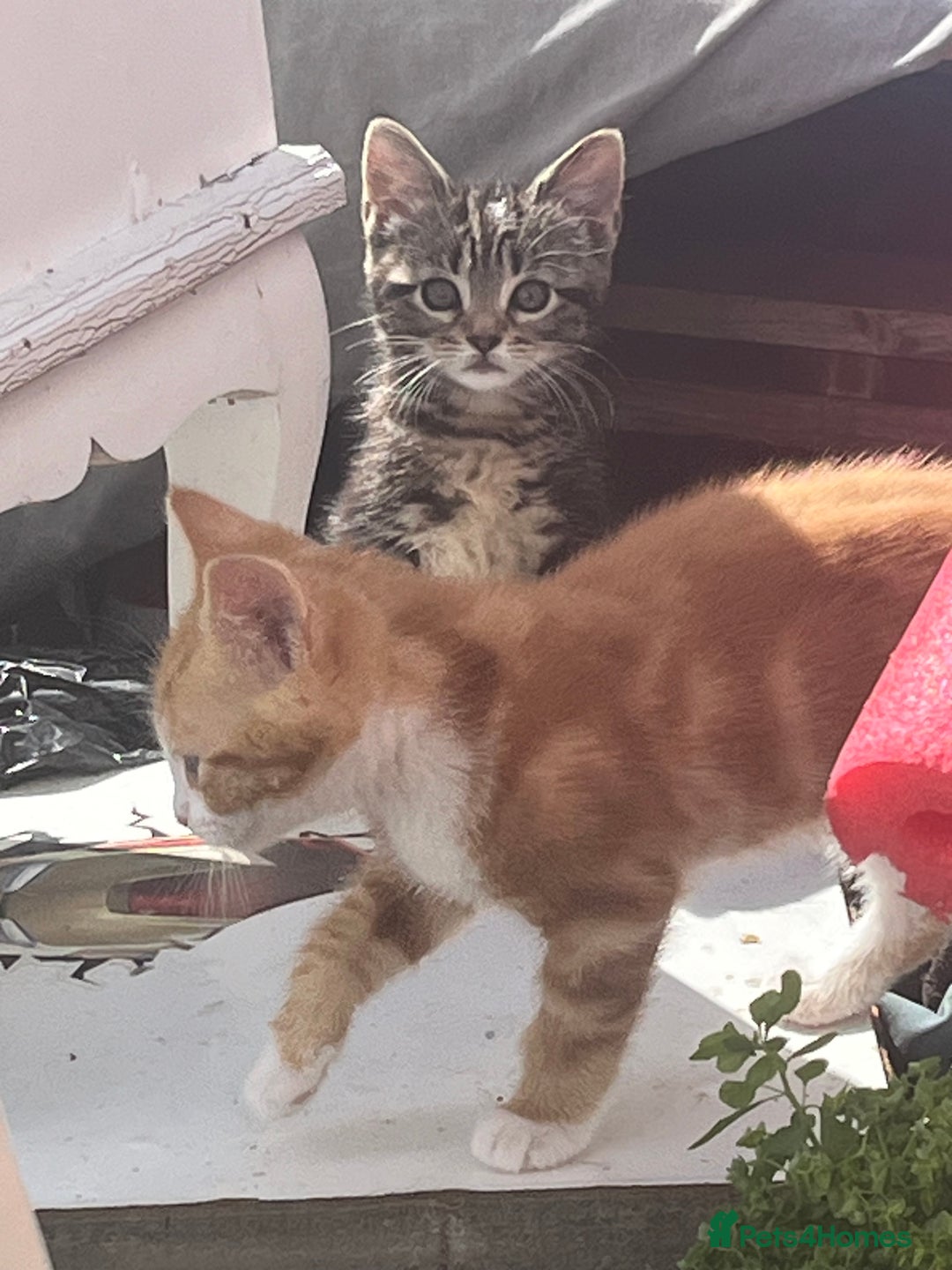 Mixed Breed cats for sale: 3 beautiful kittens - Image 2