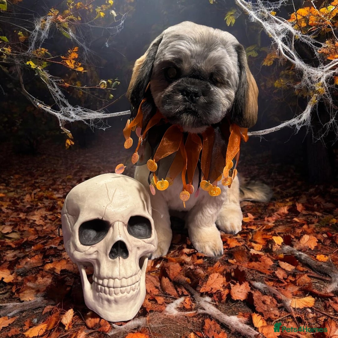 Shih Tzu dogs for sale: Jeff shih tzu  - Advert 7