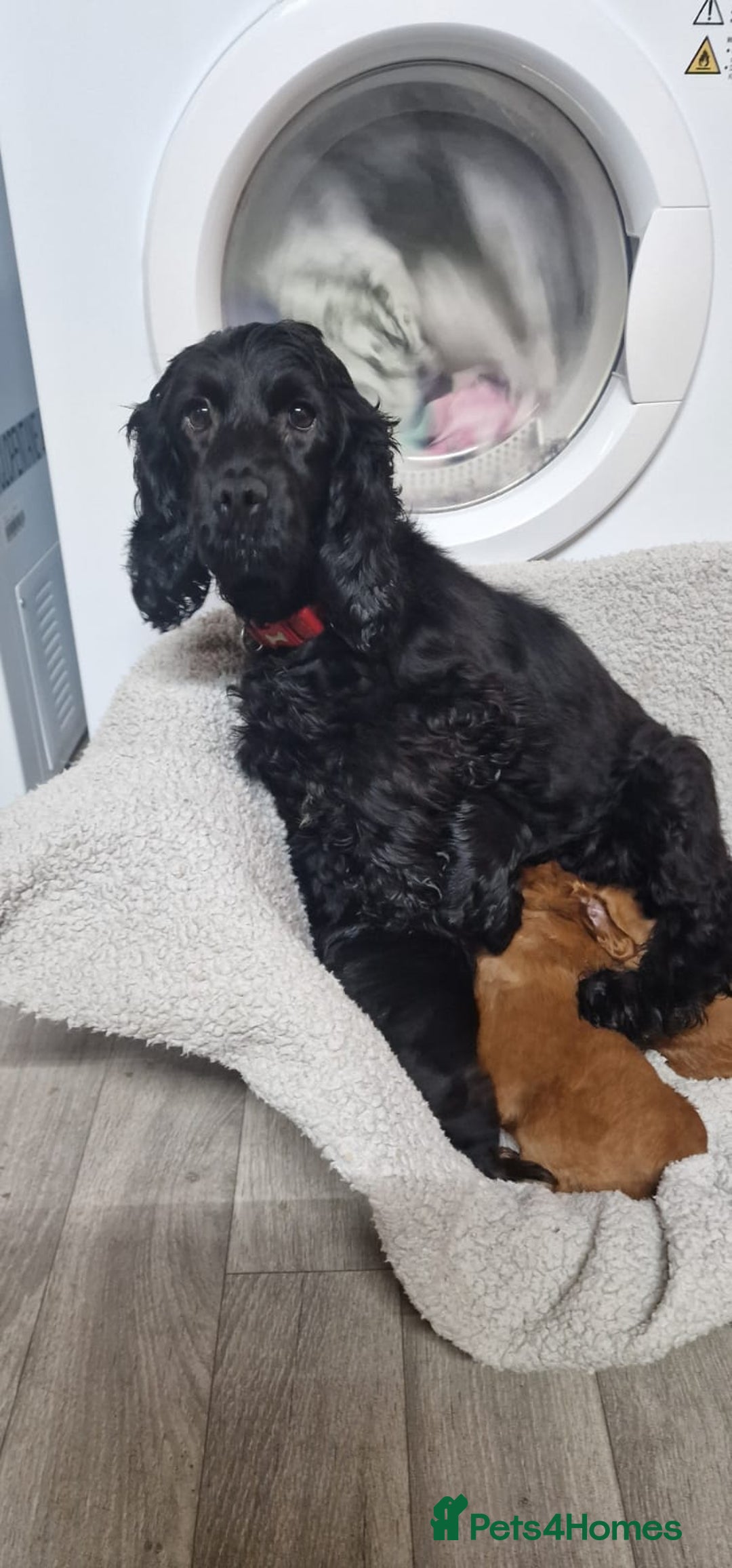 Cockapoo dogs for sale: F1 cavapoo  - Advert 8