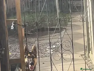 German Shepherd dogs German Shepherd 7 Months Old - Advert 5