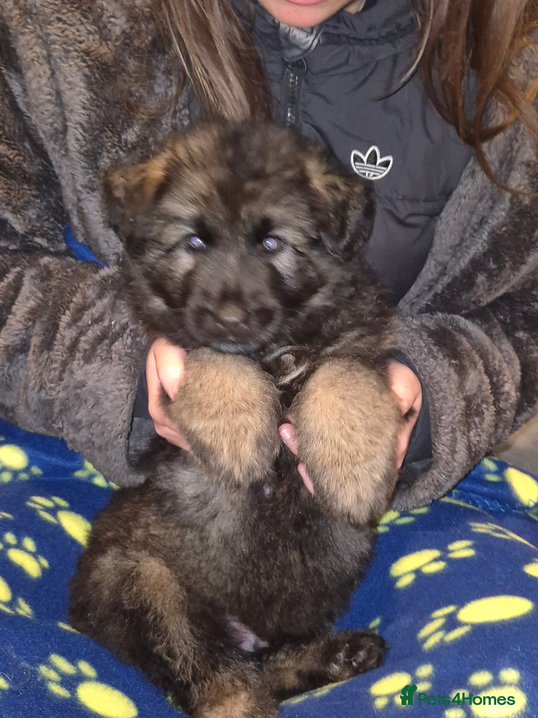 German Shepherd dogs for sale: German shepherd  - Advert 29