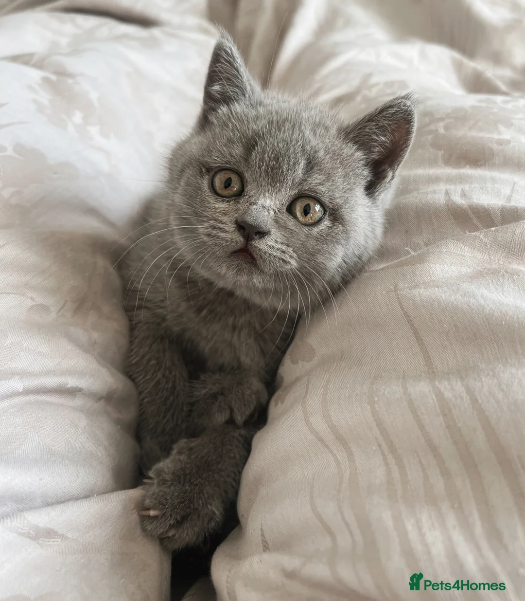 British Shorthair cats for sale: GCCF Registered British Shorthair Kittens - Advert 2