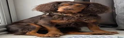 Cocker Spaniel dogs for sale: 7 BEAUTIFUL KC WORKING TYPE COCKER SPANIEL  - Advert 27
