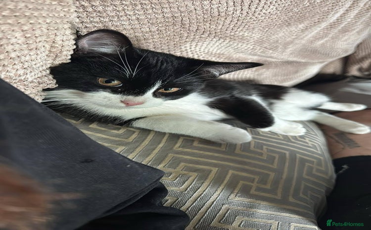Domestic Shorthair cats - Advert 2