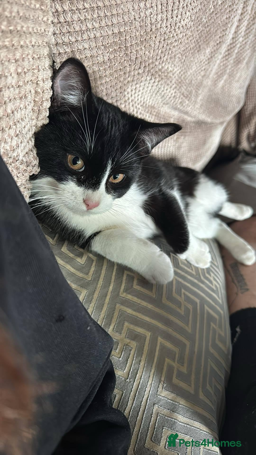 Domestic Shorthair cats for sale: 2 black & white kittens  - Image 1