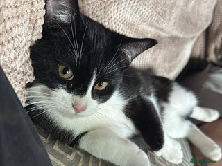 Domestic Shorthair cats - Advert 24