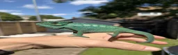 Chameleon reptiles for sale: Nosy be panther chameleon and full set up in Basildon - Advert 3
