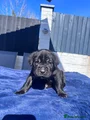 Cane Corso Puppy 7